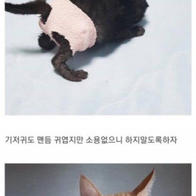 디씨인의 아기 냥줍 후기